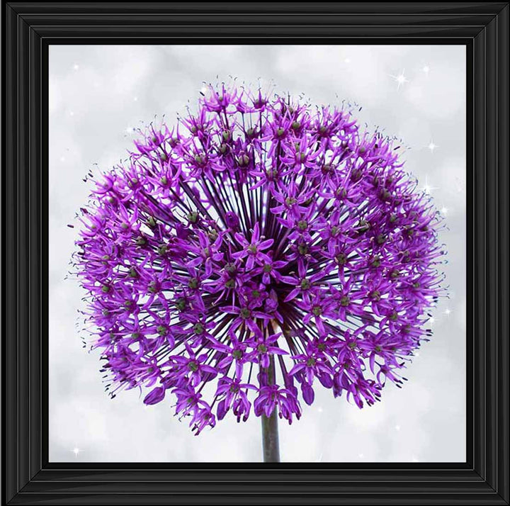 FL493 PURPLE ALLIUM