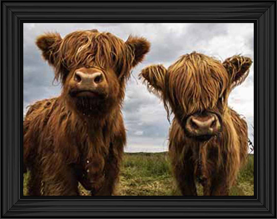 AN753 Twins Red Cow