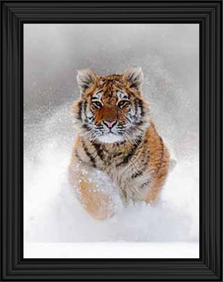 AN757 Tiger on Winter Snow