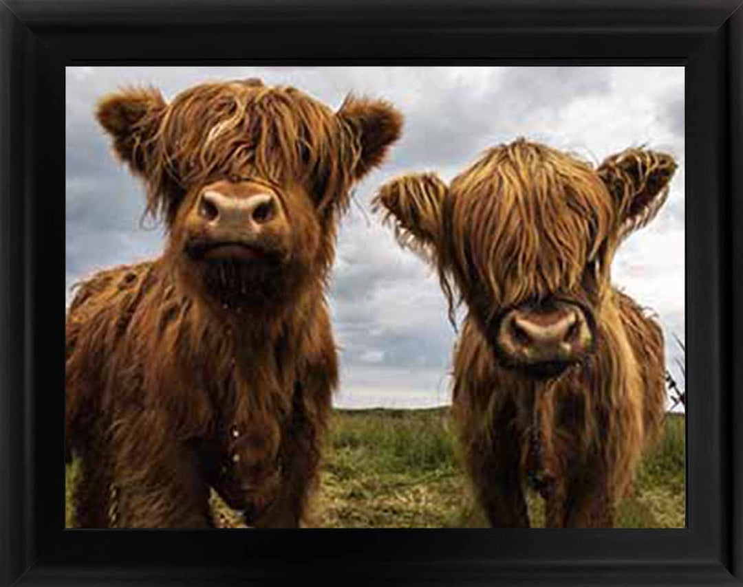 AN753 Twins Red Cow
