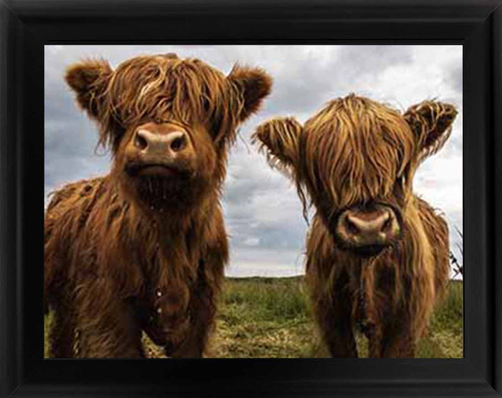 AN753 Twins Red Cow