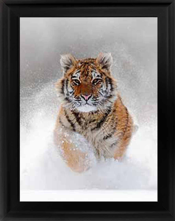 AN757 Tiger on Winter Snow