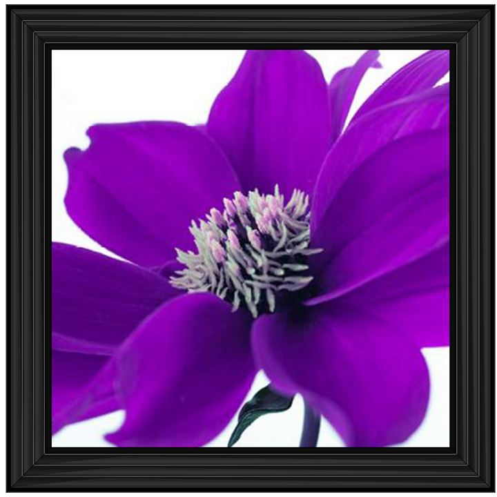 Purple Dahlia, Assaf Frank