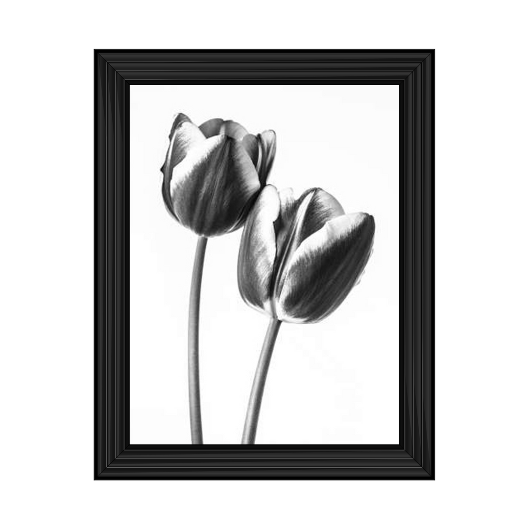 Tulips on white background