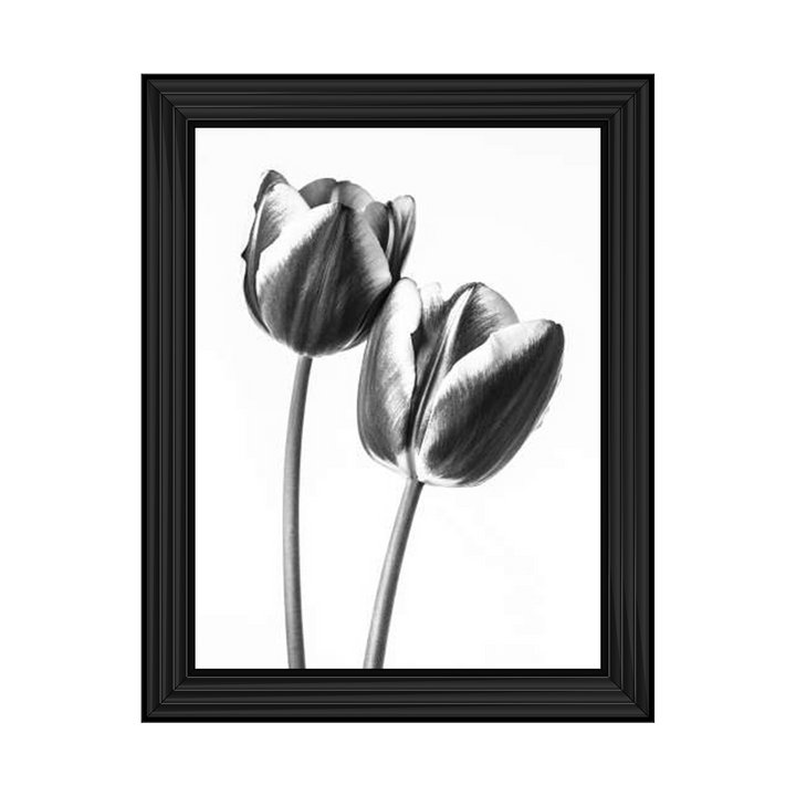 Tulips on white background