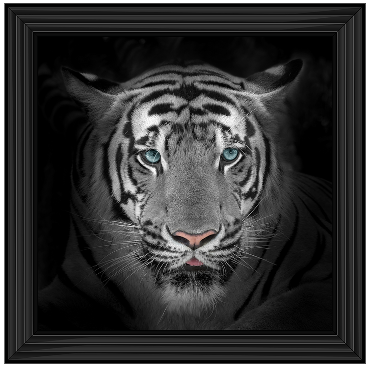 FTST167 Blue Eyes Tiger II