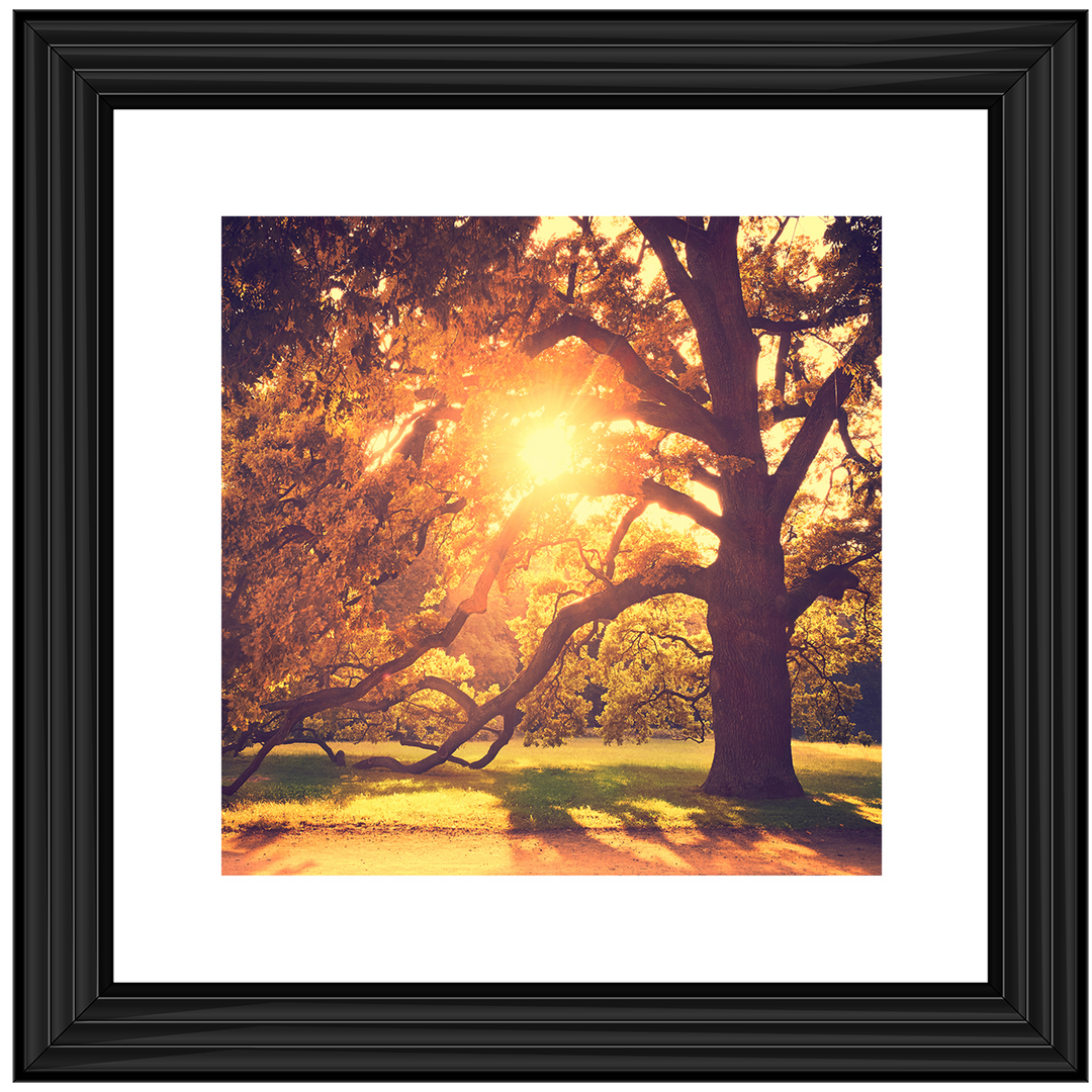 Sun shining through Autumn trees