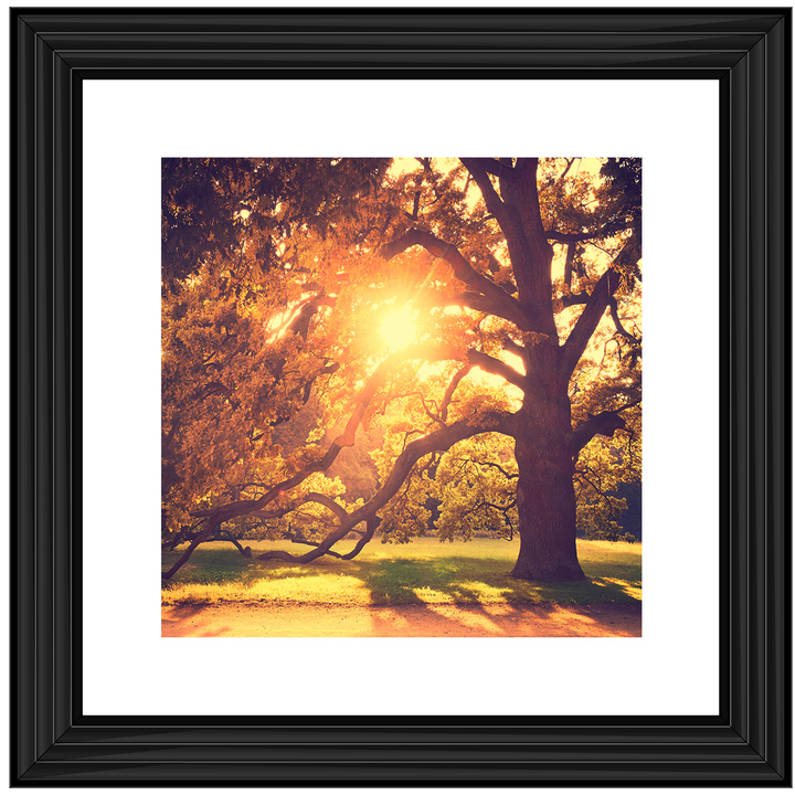 Sun shining through Autumn trees