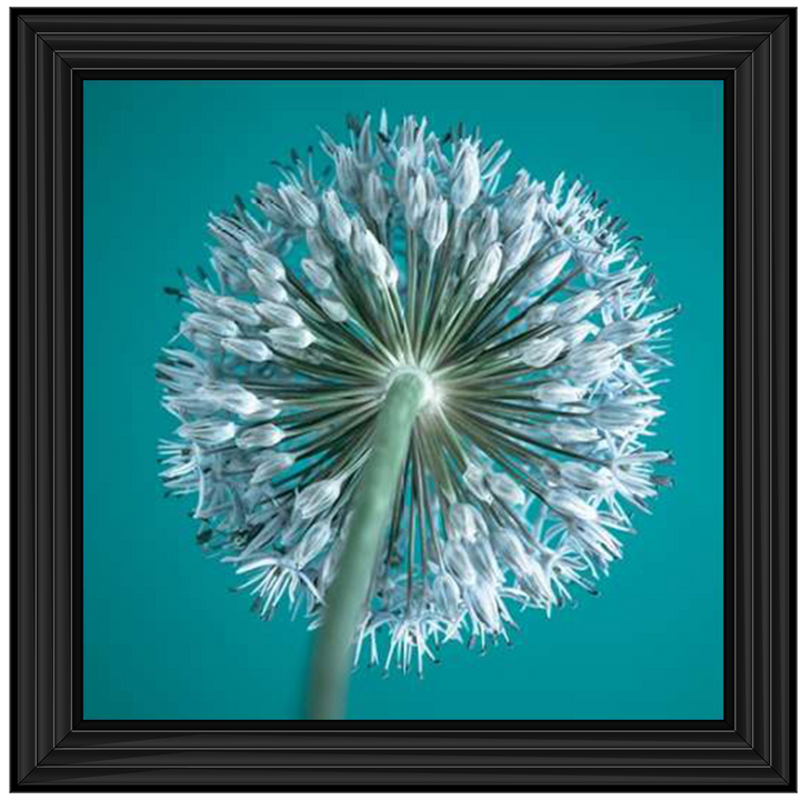 FTBR1121 Alliums, Assaf Frank
