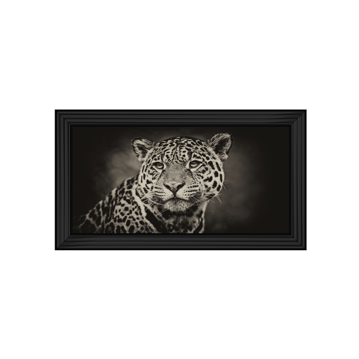 Cheetah in black and white 2
