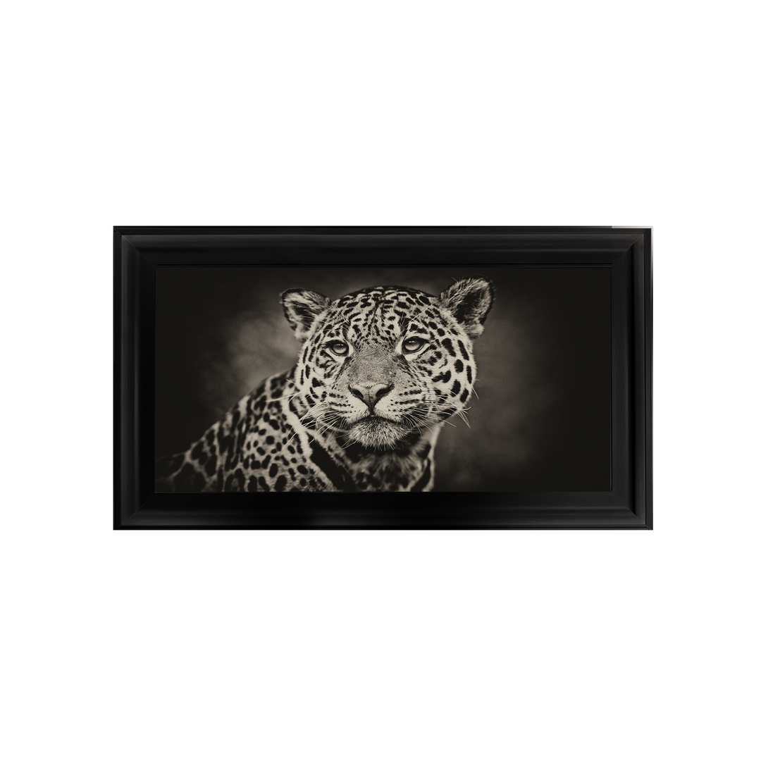 Cheetah in black and white 2