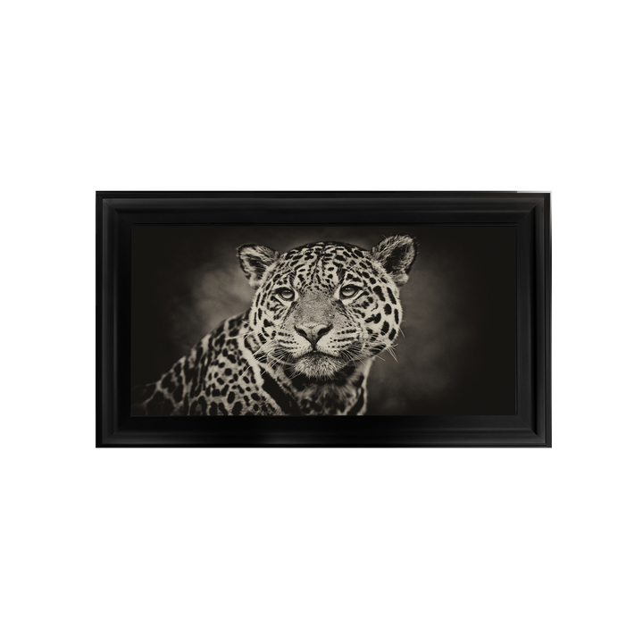 Cheetah in black and white 2