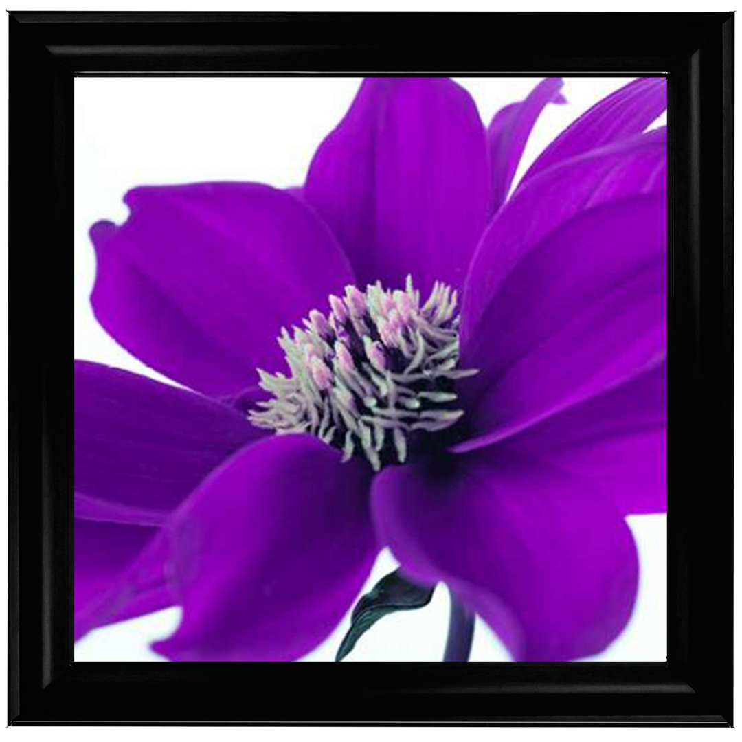 Purple Dahlia, Assaf Frank