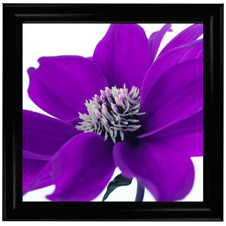 Purple Dahlia, Assaf Frank