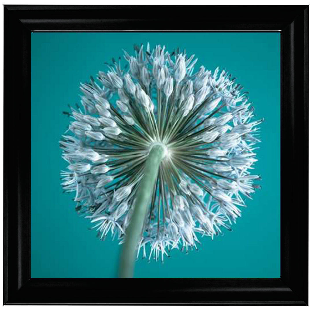 FTBR1121 Alliums, Assaf Frank