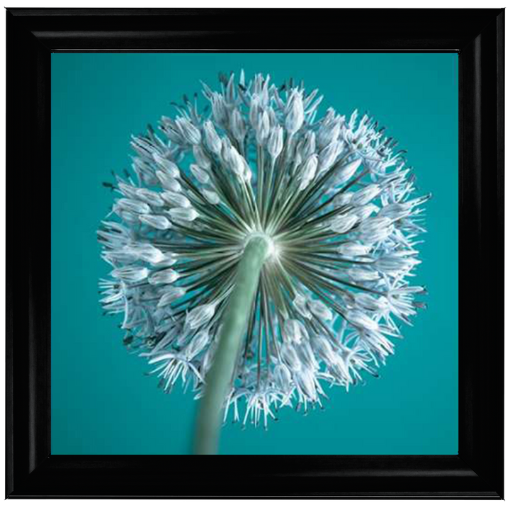 FTBR1121 Alliums, Assaf Frank