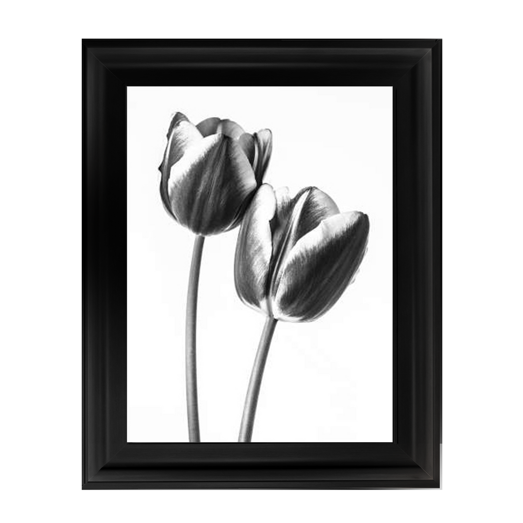 Tulips on white background