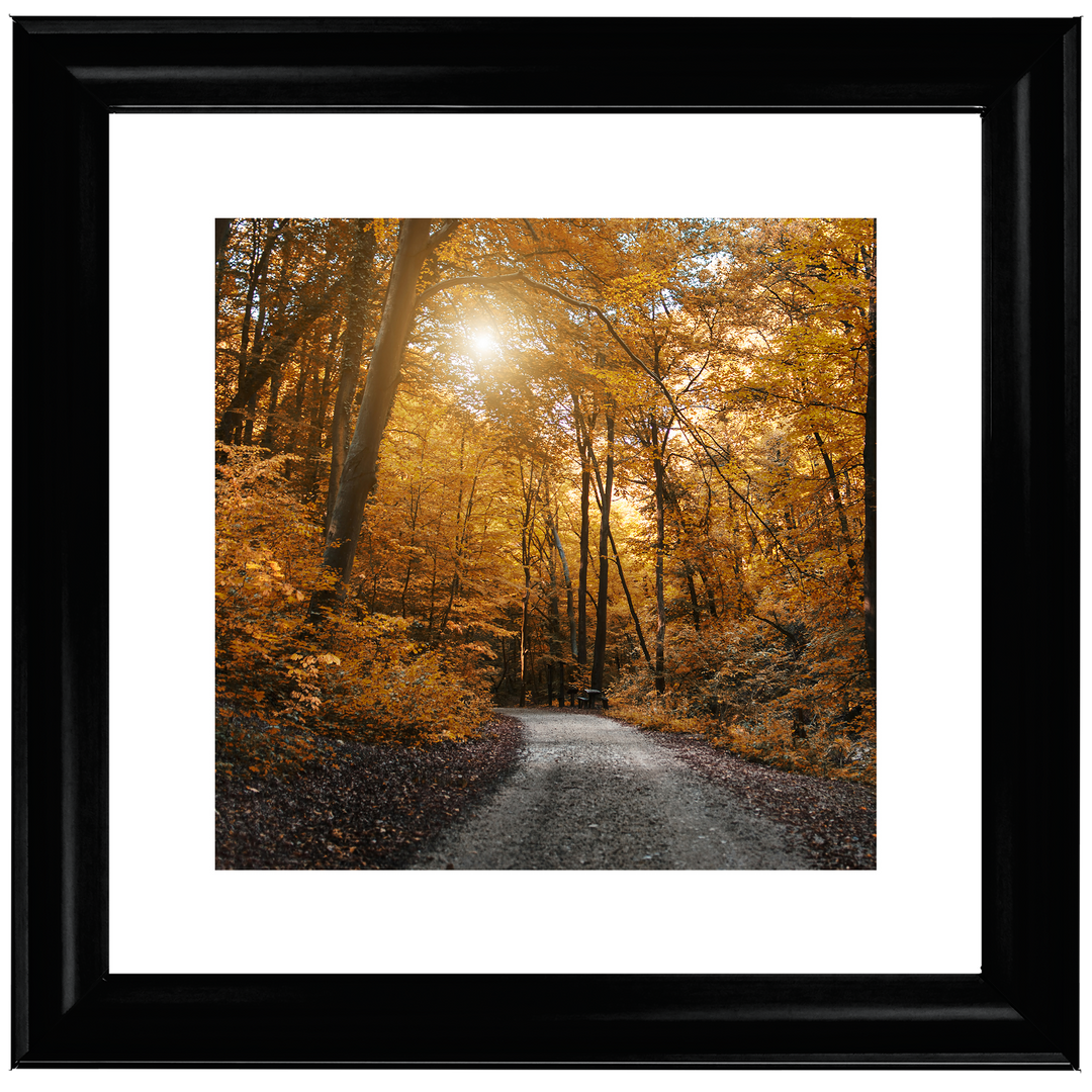 Walkway through yellow leafs