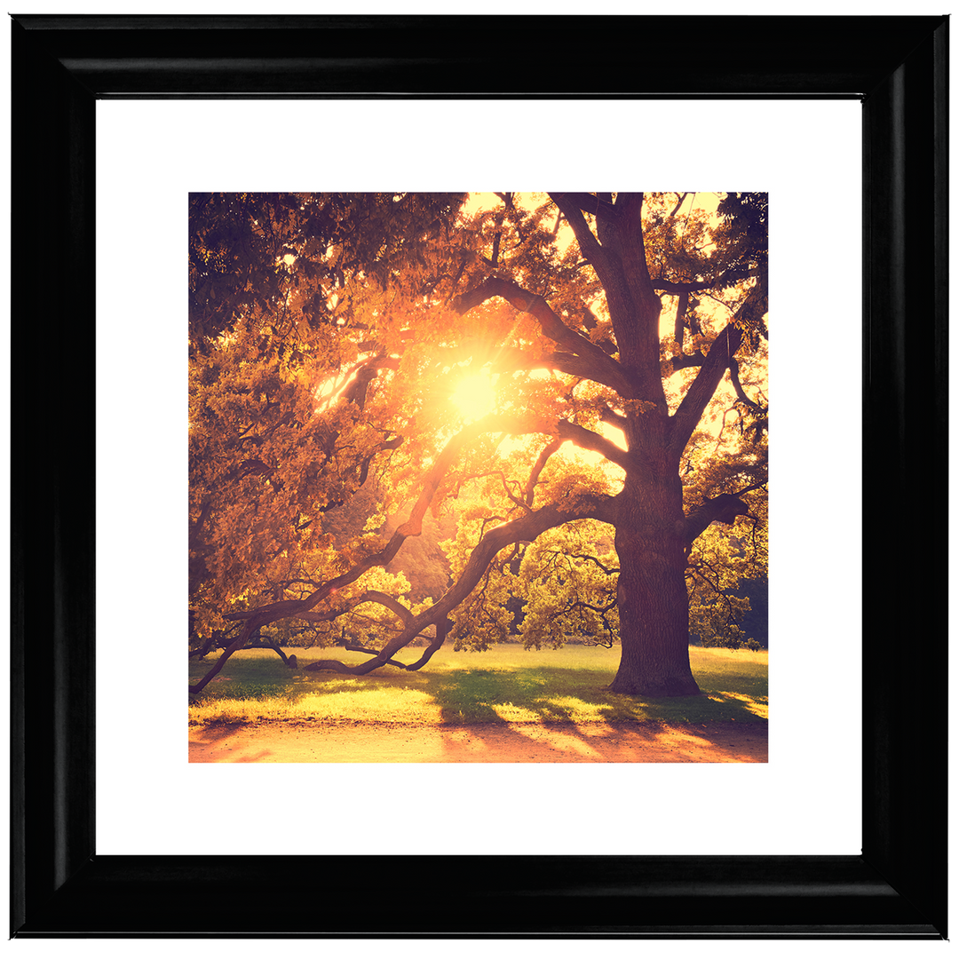 Sun shining through Autumn trees