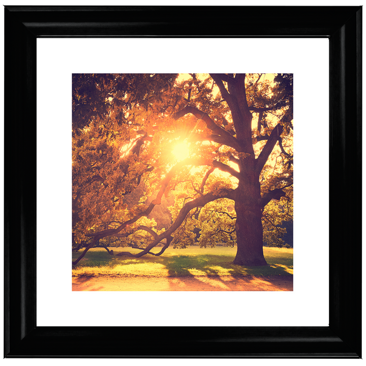 Sun shining through Autumn trees