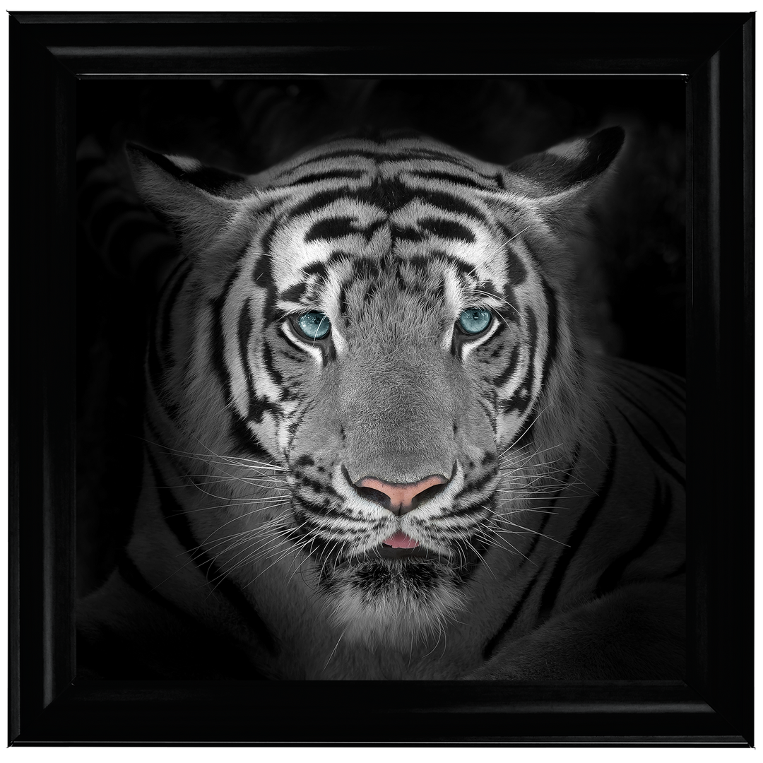 FTST167 Blue Eyes Tiger II