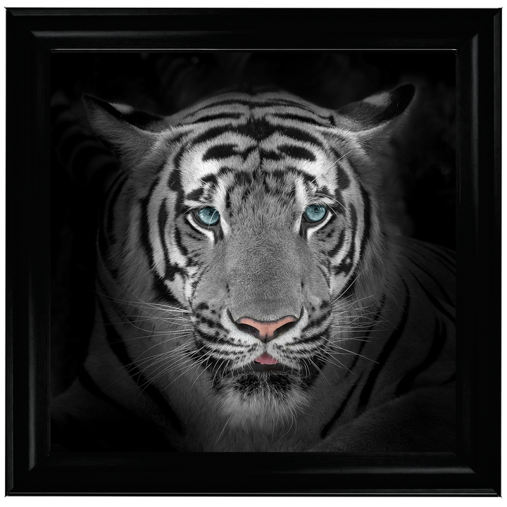 FTST167 Blue Eyes Tiger II