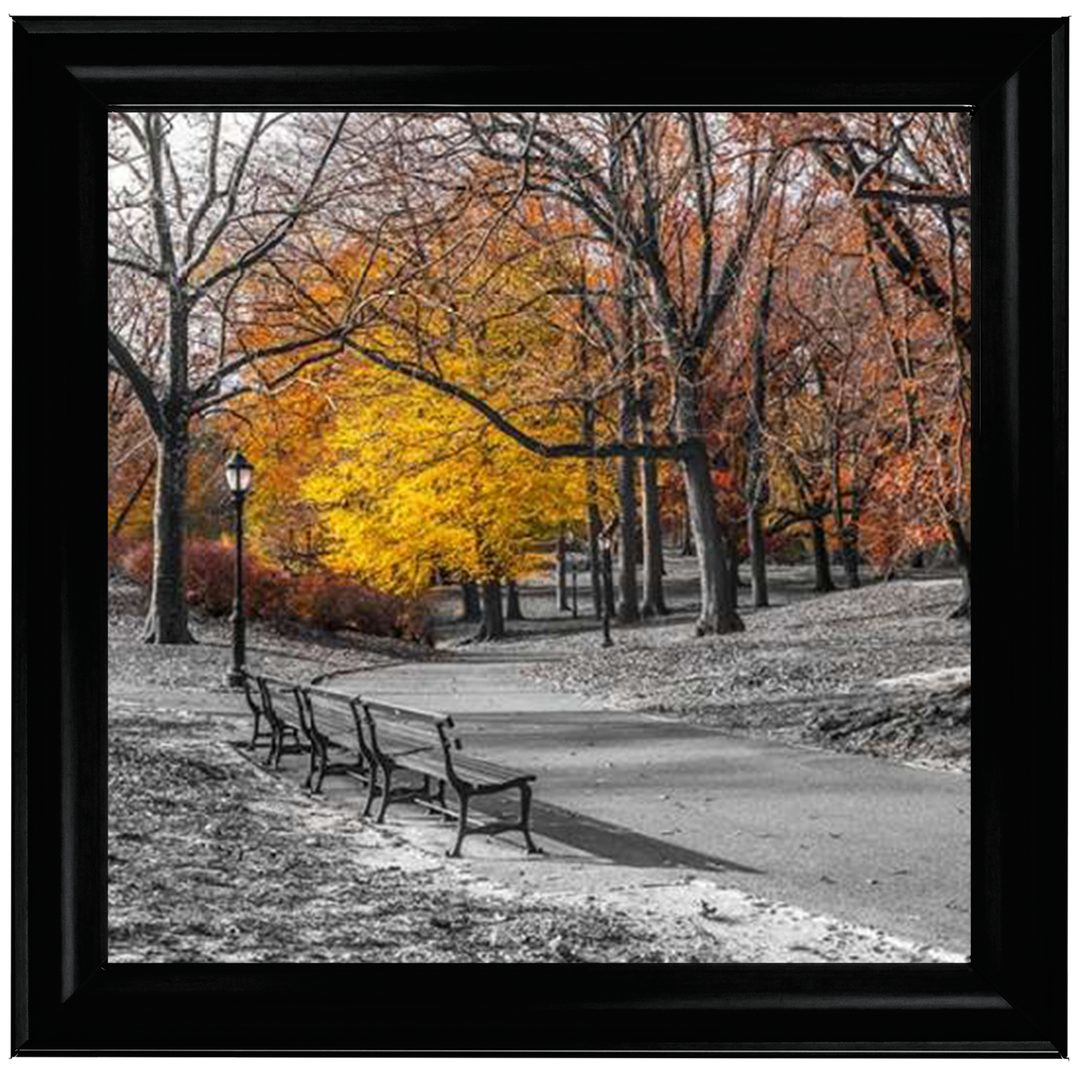 FTBR-1631 New York Yellow Trees in Central Park Assaf Frank