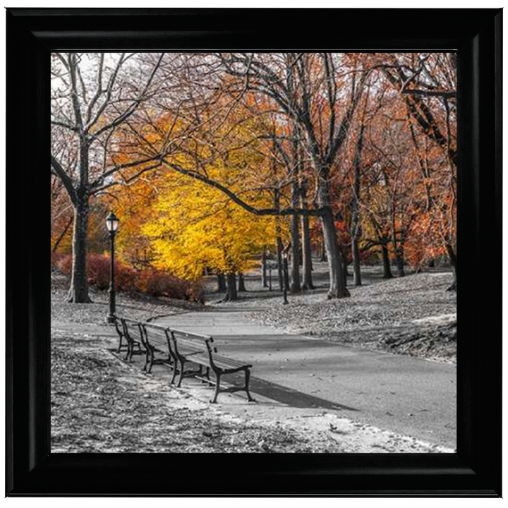 FTBR-1631 New York Yellow Trees in Central Park Assaf Frank