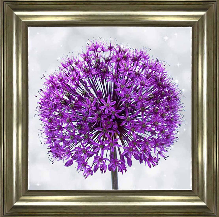 FL493 PURPLE ALLIUM