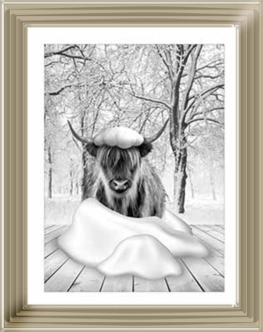 AN750-B&W Highland cow on Winter Snow l