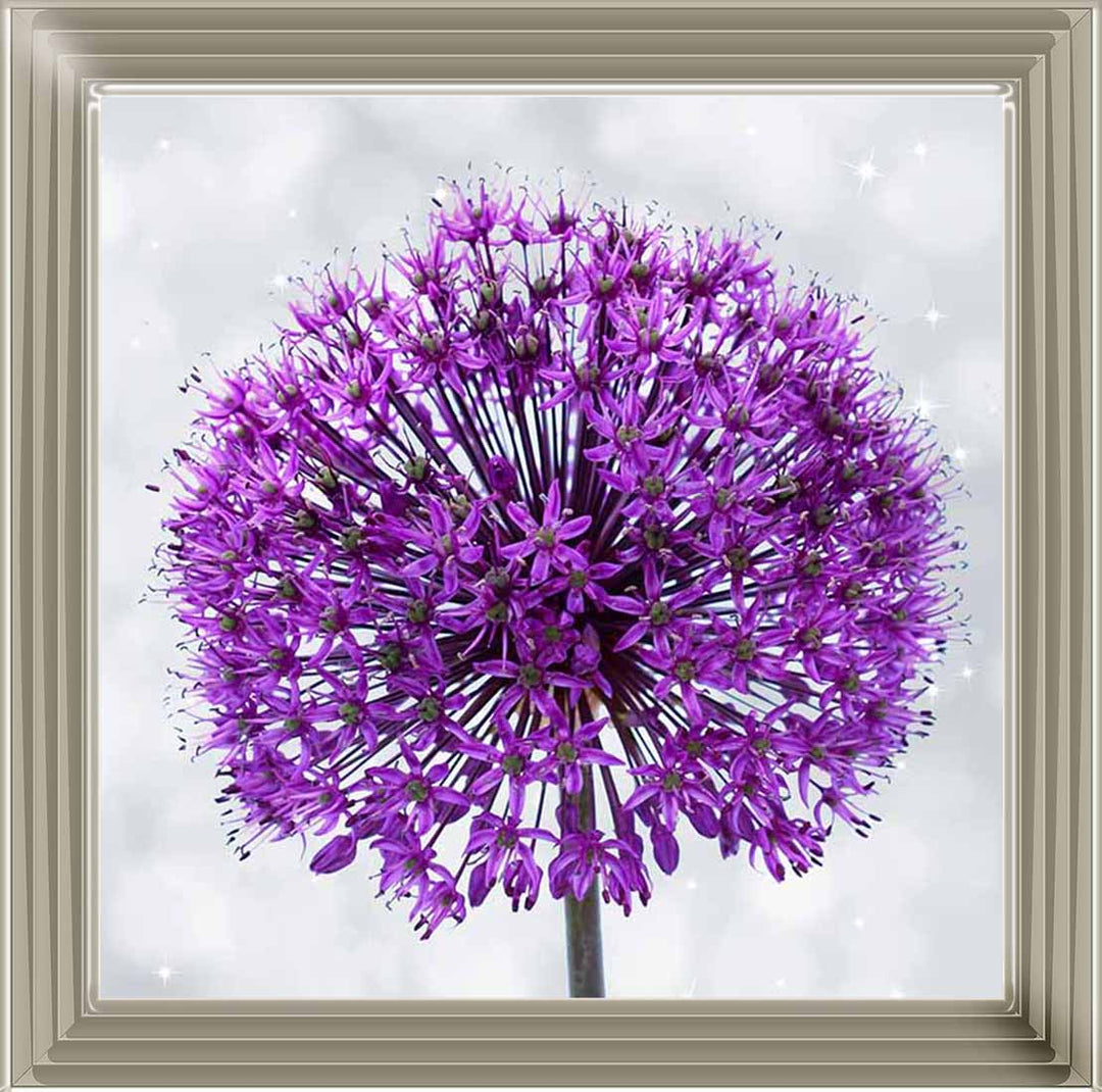 FL493 PURPLE ALLIUM
