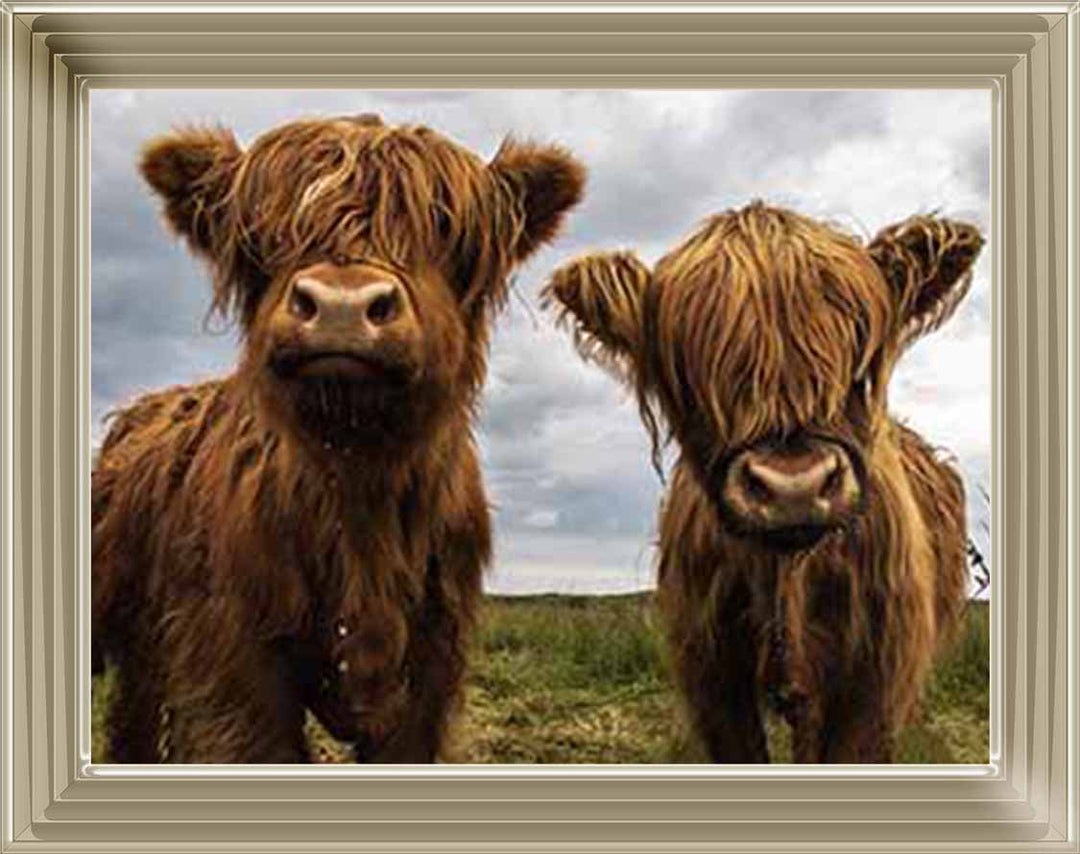 AN753 Twins Red Cow