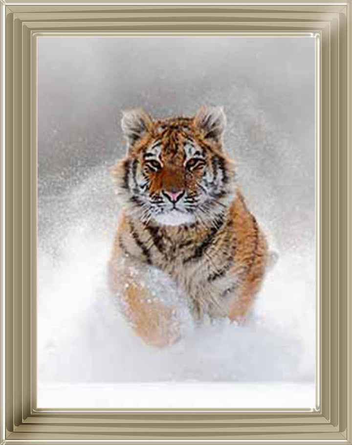 AN757 Tiger on Winter Snow