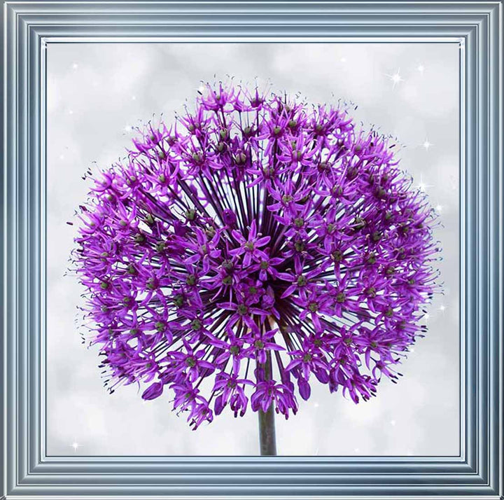 FL493 PURPLE ALLIUM