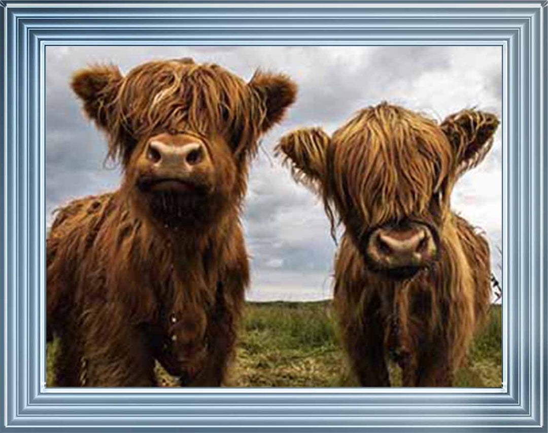 AN753 Twins Red Cow