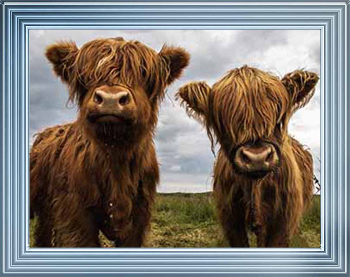 AN753 Twins Red Cow