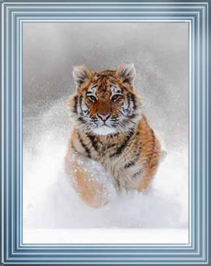 AN757 Tiger on Winter Snow