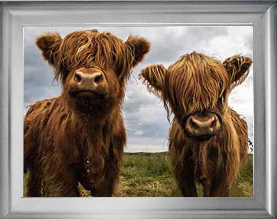 AN753 Twins Red Cow