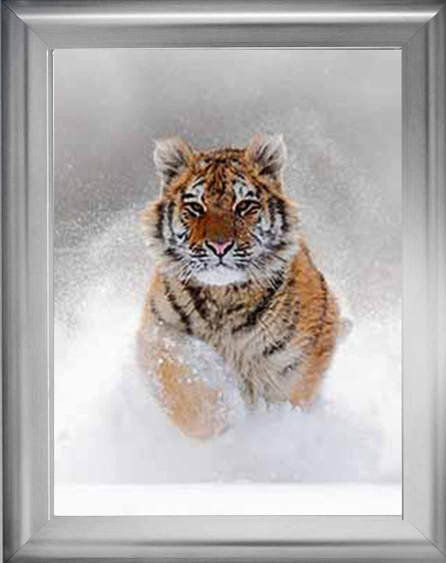 AN757 Tiger on Winter Snow