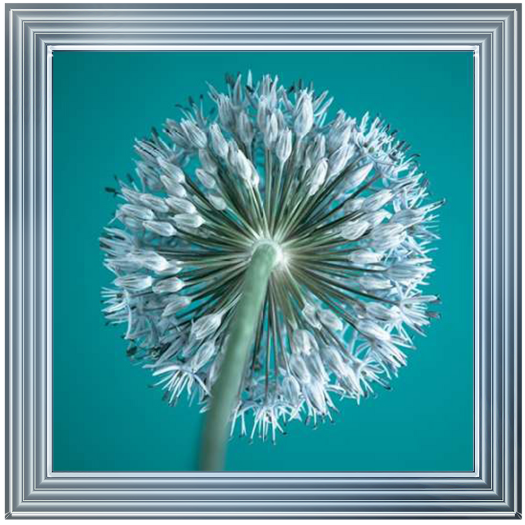 FTBR1121 Alliums, Assaf Frank