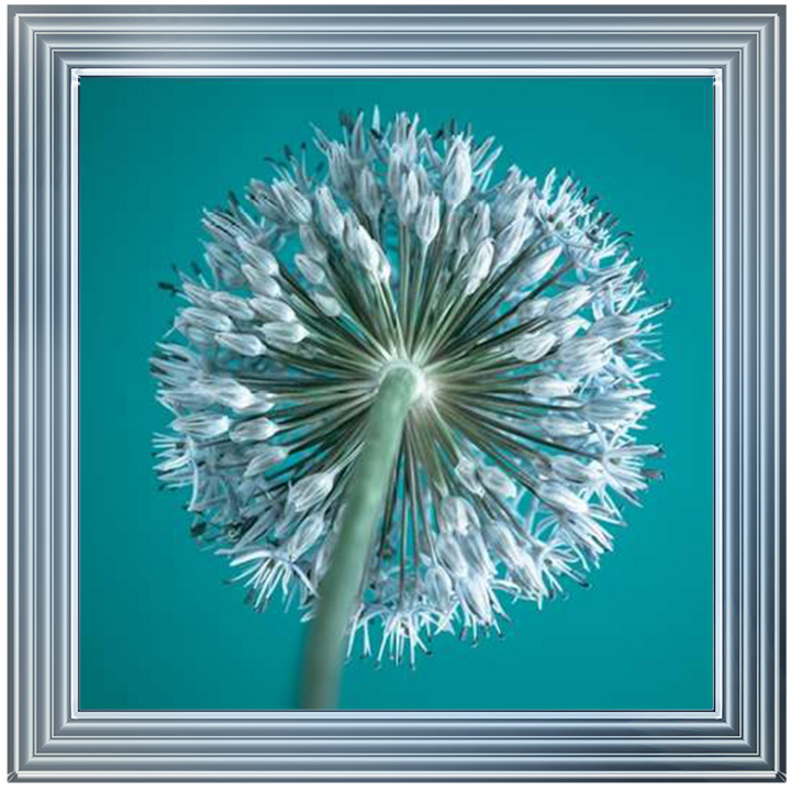FTBR1121 Alliums, Assaf Frank