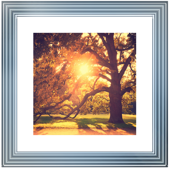 Sun shining through Autumn trees