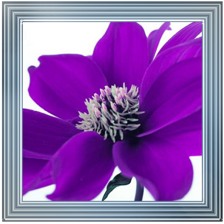 Purple Dahlia, Assaf Frank