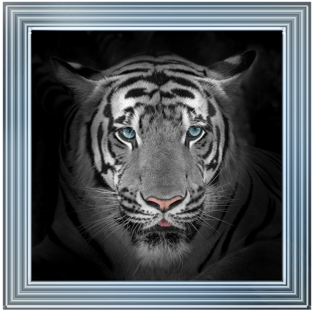 FTST167 Blue Eyes Tiger II