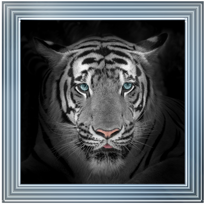 FTST167 Blue Eyes Tiger II