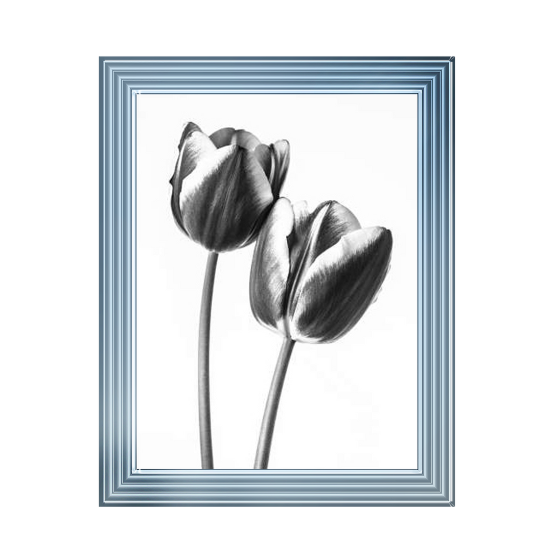 Tulips on white background