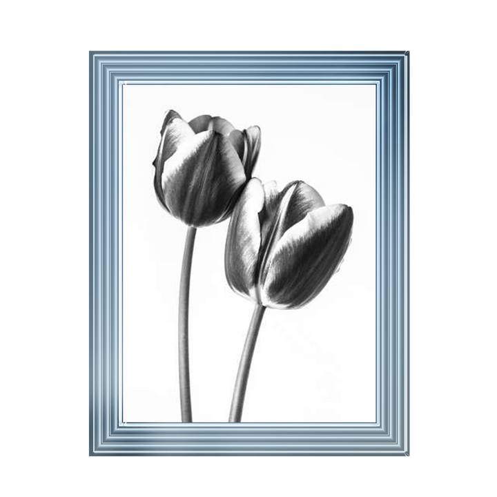 Tulips on white background