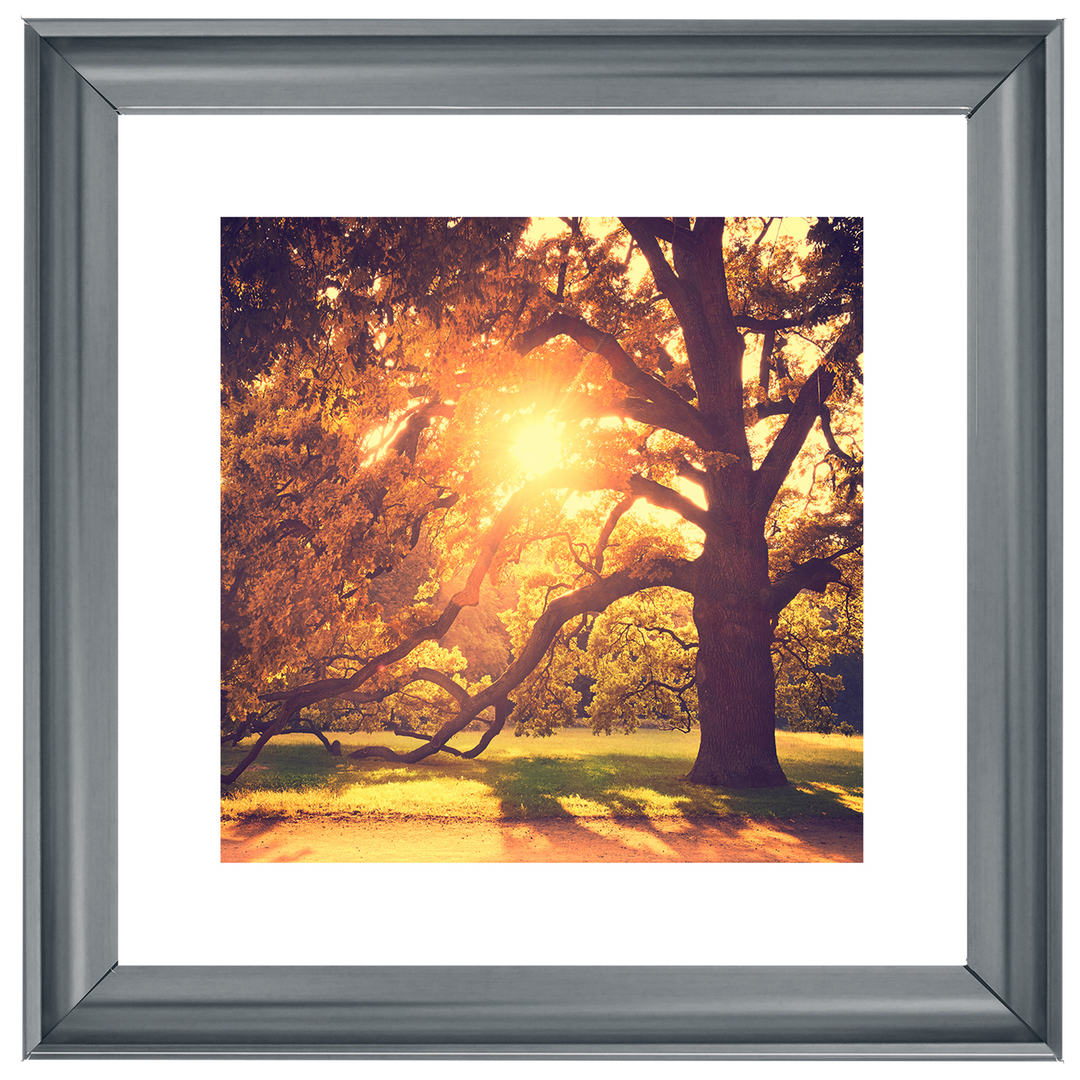 Sun shining through Autumn trees