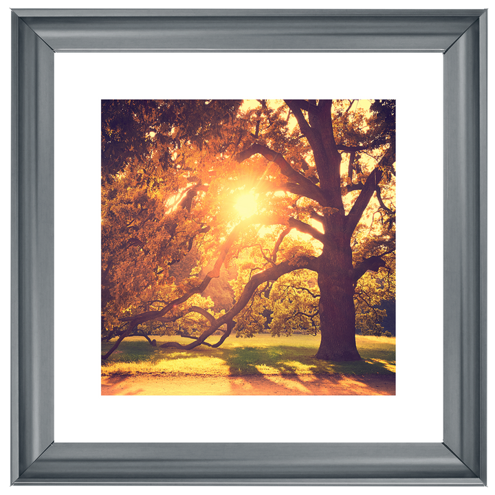 Sun shining through Autumn trees