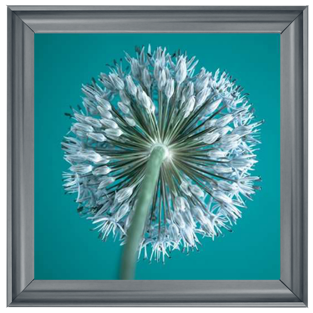 FTBR1121 Alliums, Assaf Frank
